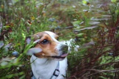 Dog looking away on field