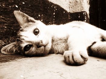 Close-up portrait of cat lying down