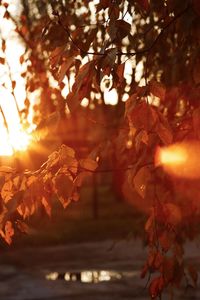 Sunlight streaming through tree during autumn
