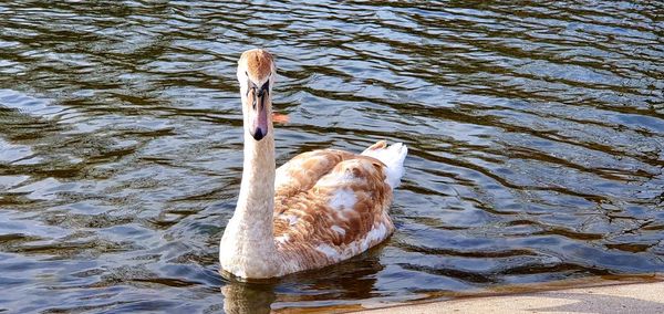 Swan swimming in lake