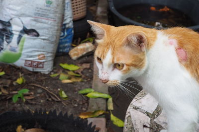 Close-up of a cat looking away