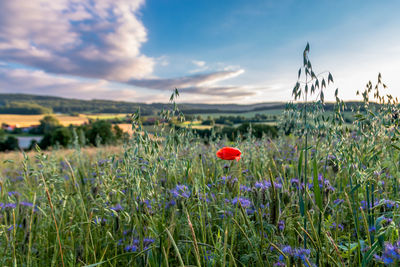 Flowers growing on field against sky