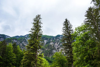 Pine trees in forest against sky