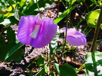 Close-up of purple flowers blooming outdoors