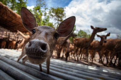 Close-up portrait of deer