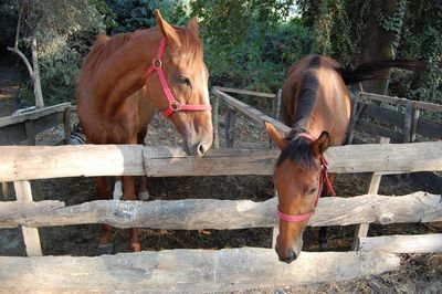 Horses standing against trees