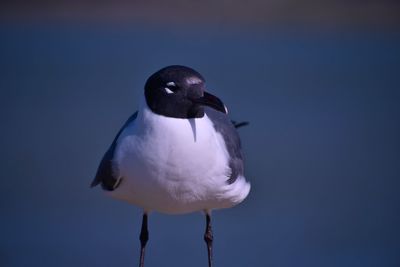 Close-up of seagull perching on a blue sky