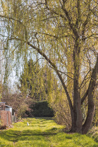 Trees in park during autumn