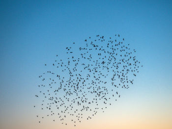 Low angle view of birds flying in sky