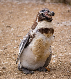 Close-up of an animal on land