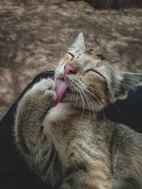 Close-up of a cat