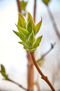 Close-up of plant