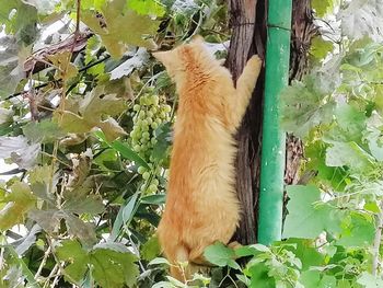 Cat lying on leaves