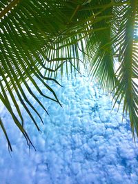 Low angle view of palm tree leaves against sky