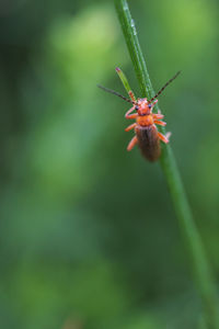 Close-up of soldier beetle, cantharidae sp. on a plant