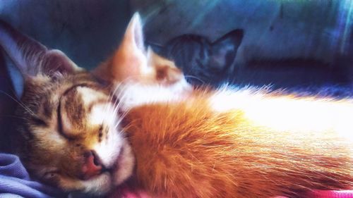 Close-up of cat sleeping