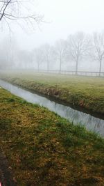 Trees in foggy weather