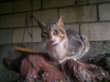 Portrait of cat sitting outdoors