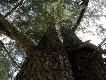 Low angle view of tree in forest