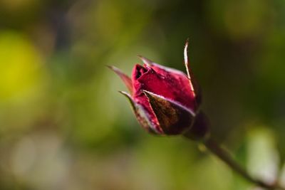 Close-up of wilted flower