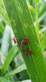 Close-up of insect on leaf