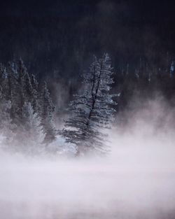 Tree surrounded by mist coming off water in winter 