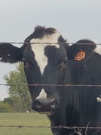 Cow in a field