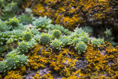 Succulent close-up and macro, green, yellow and purple color