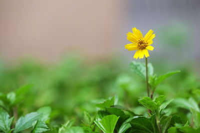 Close-up of yellow flowers