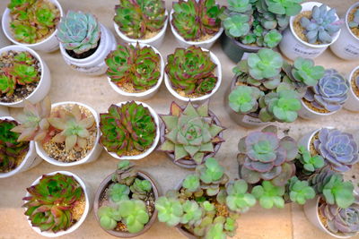 High angle view of potted plants on table