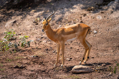 Deer standing on field