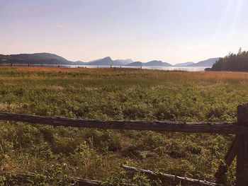 Scenic view of field against sky