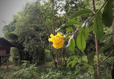Yellow flowering plant in forest