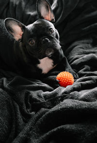 Close-up of small dog on bed