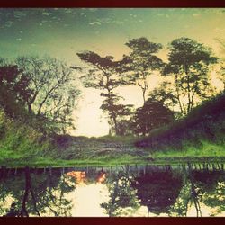 Reflection of trees in lake