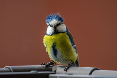 Close-up of a blue tit