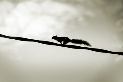 Low angle view of squirrel perching on wire against sky