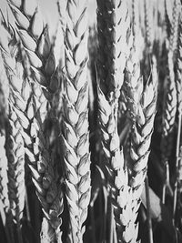 Low angle view of leaves hanging on plant