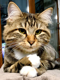 Close-up portrait of a cat