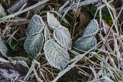 Close-up of frozen plant