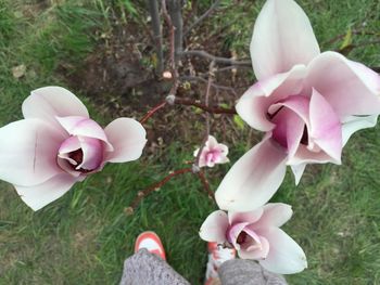 Close-up of pink flowers blooming in field