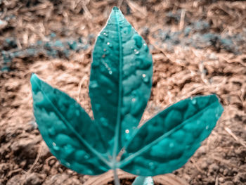 High angle view of leaf on land