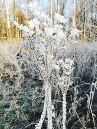Close-up of frozen plants on field