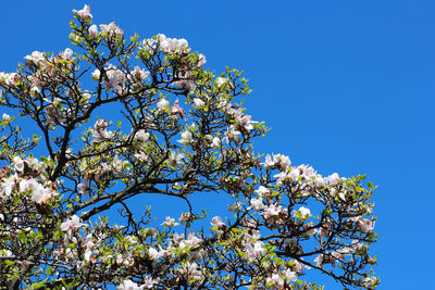 Low angle view of cherry tree against blue sky