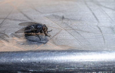 Close-up of insect