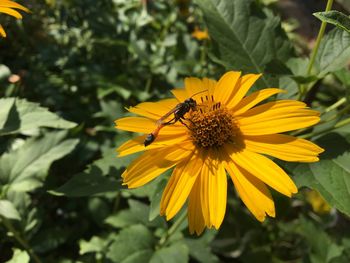 Close-up of insect on yellow flower