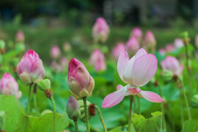 Close-up of pink flowering plants on field
