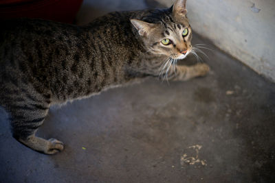 Close-up of cat