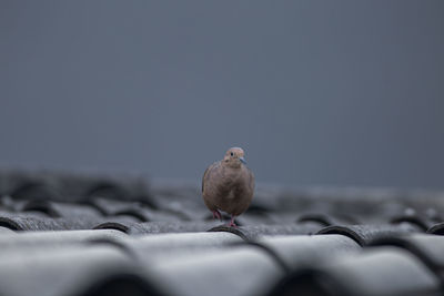 Close-up of bird perching on a rock