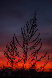 Silhouette of trees at sunset